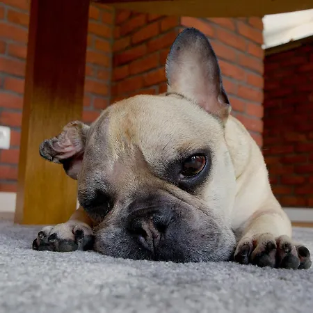 Apartman Przycup W Karkonoszach - 