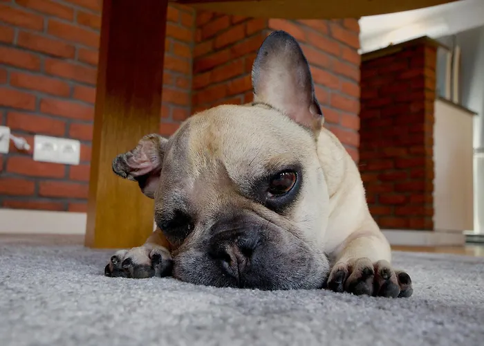 Apartment Przycup W Karkonoszach - 